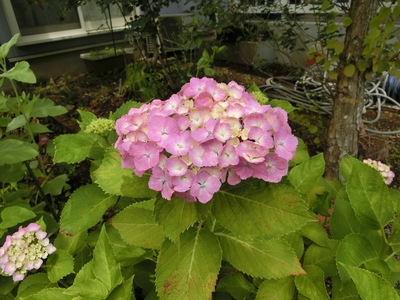 紫陽花＾＾