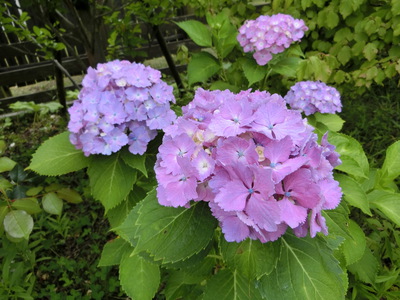 紫陽花＾＾
