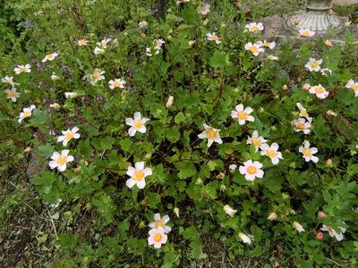 小花＾＾