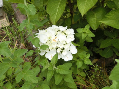 紫陽花＾＾