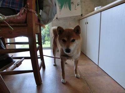 かわいいお客様＾＾