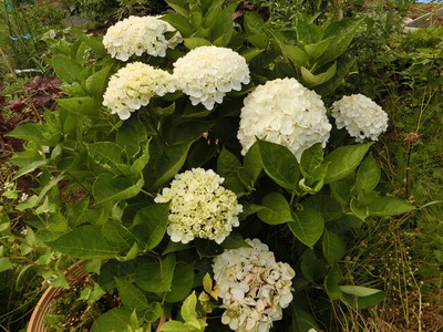紫陽花＾＾