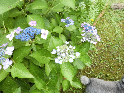 紫陽花＾＾