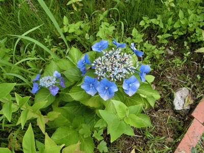 紫陽花＾＾