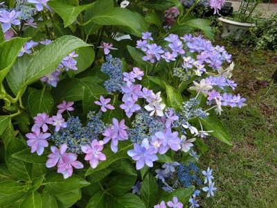 紫陽花＾＾