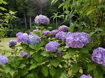 紫陽花＾＾