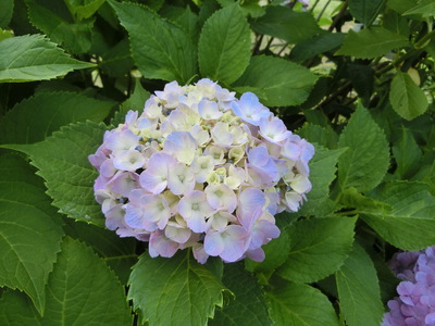 紫陽花＾＾