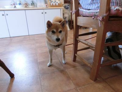 かわいいお客様＾＾