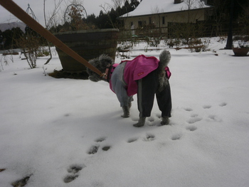 先週の雪＾＾