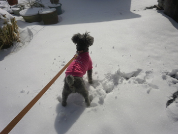 先週の雪＾＾