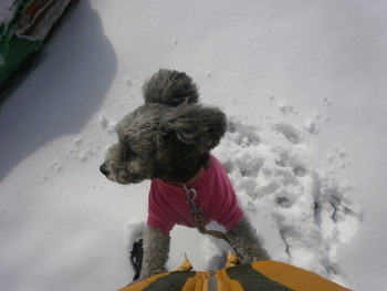 先週の雪＾＾