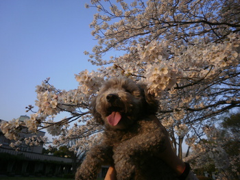 お散歩＾＾