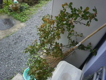 昨日は凄かった・・・＾＾；
