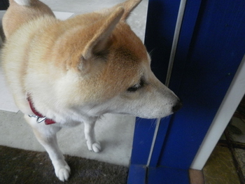 かわいいお客さま＾＾