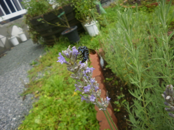 今年も来てくれました～＾＾