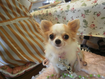 かわいいお客さま＾＾