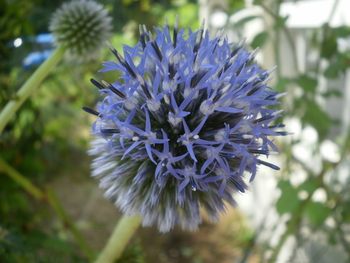 菜園の様子＾＾