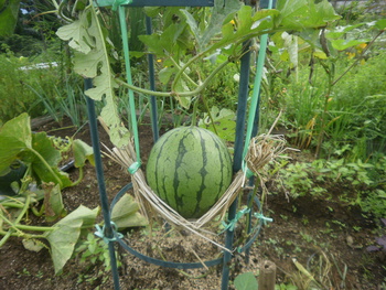 菜園の様子＾＾