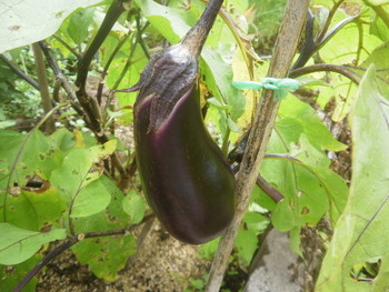 菜園の様子＾＾