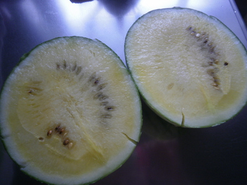 菜園の様子＾＾