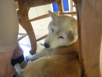 かわいいお客さま＾＾