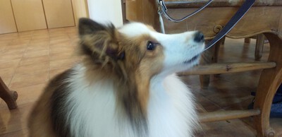 かわいいお客様^^ かわいいお客様^^