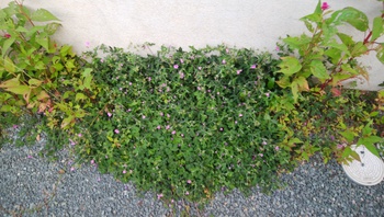 いつの間にかの山野草＾＾
