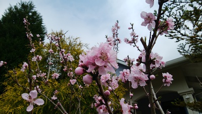 花木が咲いています＾＾