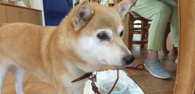 かわいいお客様＾＾