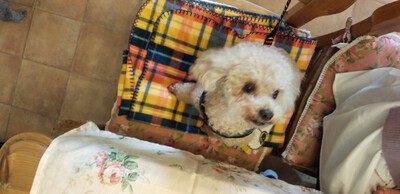 かわいいお客様＾＾
