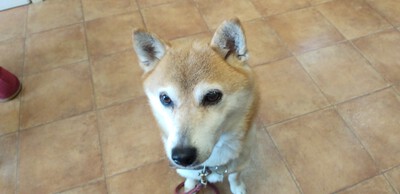 かわいいお客様＾＾