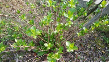 お花の季節です＾＾