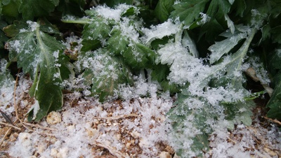 今朝は雪が降り始めました＾＾