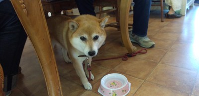 かわいいお客様＾＾