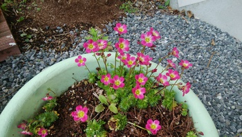 お花の季節です＾＾