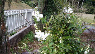花木が咲いています＾＾