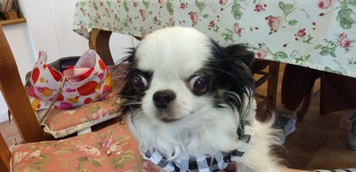 かわいいお客様＾＾