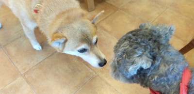 かわいいお客さま∧∧