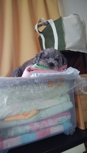 またあがったね～＾＾