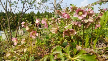 お花の季節です＾＾
