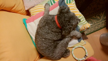 疲れてるね～＾＾