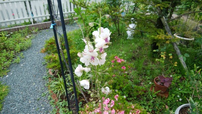 梅雨のお庭＾＾