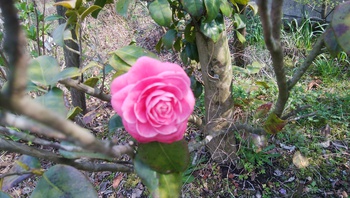 お花の季節です＾＾