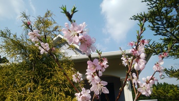 お花の季節です＾＾