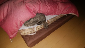 本年も・・・^^ 本年も・・・^^