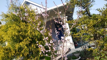春のお庭