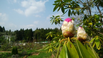 お花の季節です＾＾