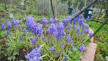 お花の季節です＾＾