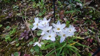 お花の季節です＾＾