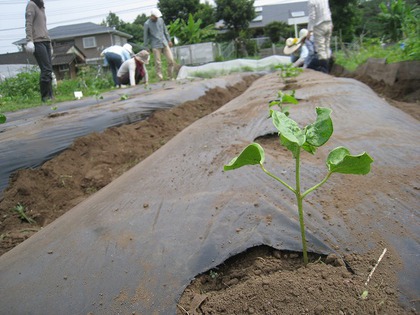 オーガニックコットン 植え替え作業 オーガニックコットン 植え替え作業